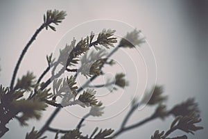 Pine tree closeup with frost - retro vintage effect