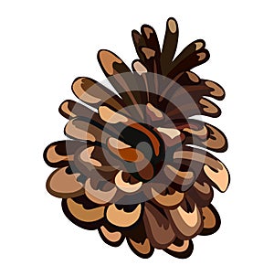 Pine tree cone branch Vector illustration. Christmas and New Year decor. Winter holidays design elements. Pine. Eps 10