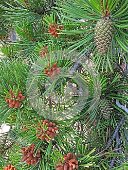 Pine Tree Cone Clusters & large cones