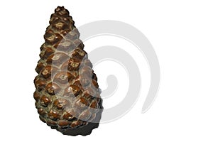 Pine tree cone isolated on white background, blank for artwork. New Year's eve theme