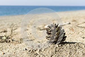 Pine Tree Cone on Sea Shore