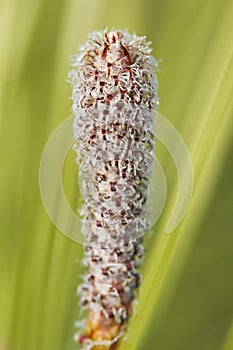 pine tree cone sprout