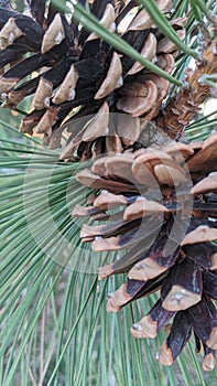 Pine tree pine cone up close