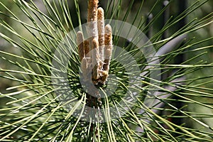 Pine Tree Cones