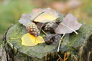Pine tree cones and dried leaves lying on the moss covered stump in the autumn forest.