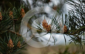 Pine Conifer cones and needles photo