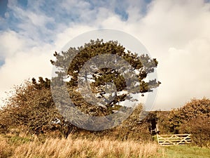 Pine tree in a Cornish landscape.