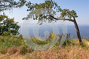 Pine tree in the countryside with grass on the shore of a large lake or reservoir. Scenic summer landscape