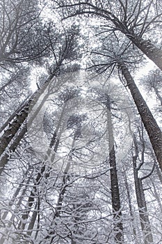 The pine tree are cover of snow at the Huangshan mountain or Yellow mountain