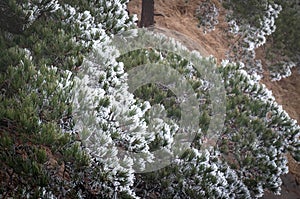 The pine tree are cover of snow at the Huangshan mountain or Yellow mountain