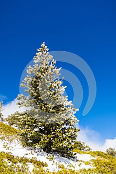 Pine tree covered in frost on a blue sky background, Mount San Antonio Mt Baldy, south California