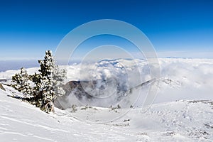 Pine tree covered in frost high on the mountain; sea of white clouds in the background covering the valley, Mount San Antonio (Mt