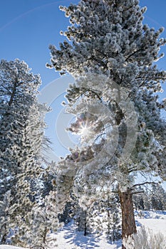 Pine Tree Covered in Frost and Snow in Winter