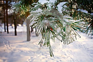 Pine tree covered with hoar frost