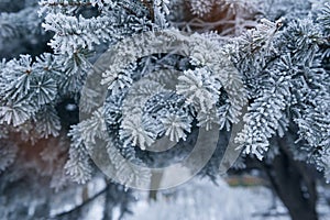 Pine tree covered with hoar frost close-up