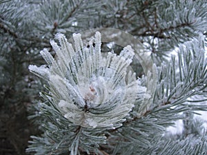 Pine tree covered with hoarfrost