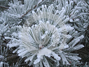 Pine tree covered with hoarfrost
