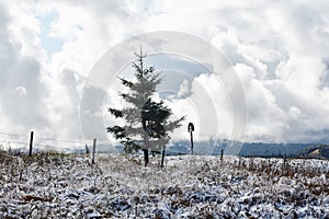 Pine tree covered with snow at Tihuta Pass, Romania.