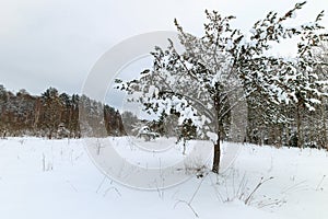 Pine tree covered with snow