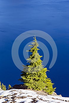 Pine tree, Crater Lake National Park, Oregon