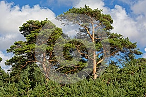 Pine tree crests