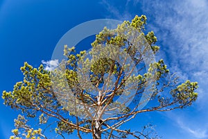 Pine Tree Crown With Blue Sky In The Background