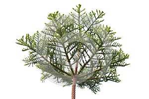Pine tree crown isolated on the white background