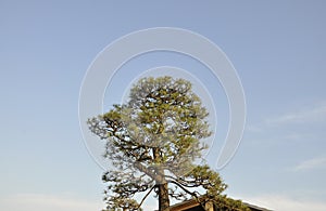 Pine tree crown to the blue sky from Kegon Falls place in Nikko National Park Japan