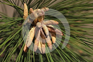 Pine tree crowns