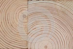 Pine tree cut texture.