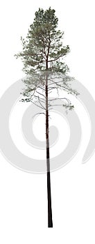 Pine tree cutout, plant isolated on white background