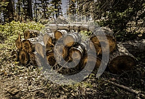 Pine tree cutting into small log