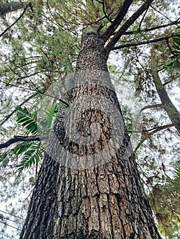 Pine tree that is decades old photo