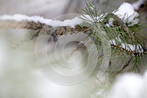 Pine tree detail photo