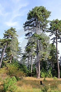 pine tree with divided trunk