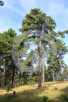 pine tree with divided trunk