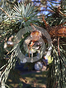 Pine tree, drop of resin