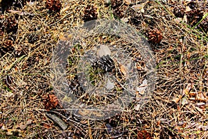 Pine tree dry cones on the ground in the coniferous forest