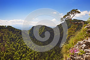 Pine tree at the Dunajec Canyon on the Polish border