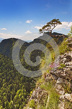 Pine tree at the Dunajec Canyon on the Polish border