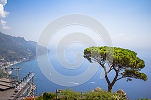 Pine tree on the edge of a cliff with the seaview from the Villa Rufolo, Italy