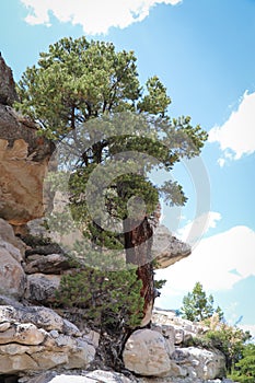 Pine Tree on Edge of North Rim Grand Canyon