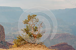 Pine tree on the edge of rock, Grand Canyon National Park, Arizona