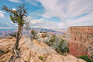 Pine tree on the edge of rock, Grand Canyon National Park