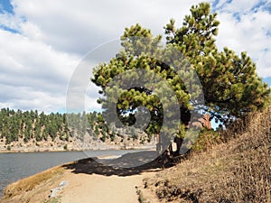 Pine tree by Evergreen Lake