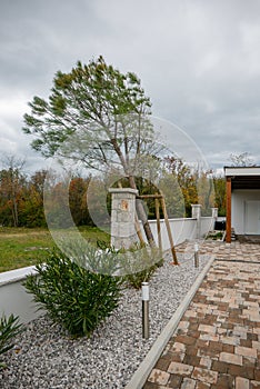 Young pine tree fallen