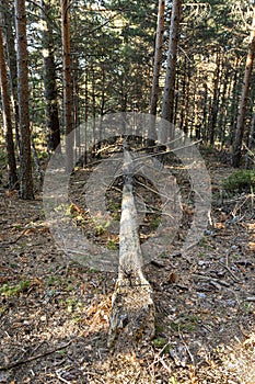 Pine tree fallen by the wind in the middle of a pine forest