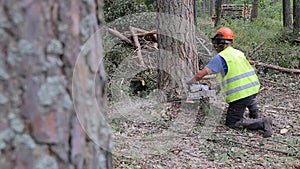 A pine tree falls after being cut. A lumberjack cuts pine wood