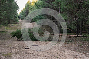 Pine tree fell on a forest clearing