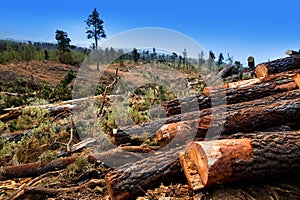 Pine tree felled for timber industry in Tenerife